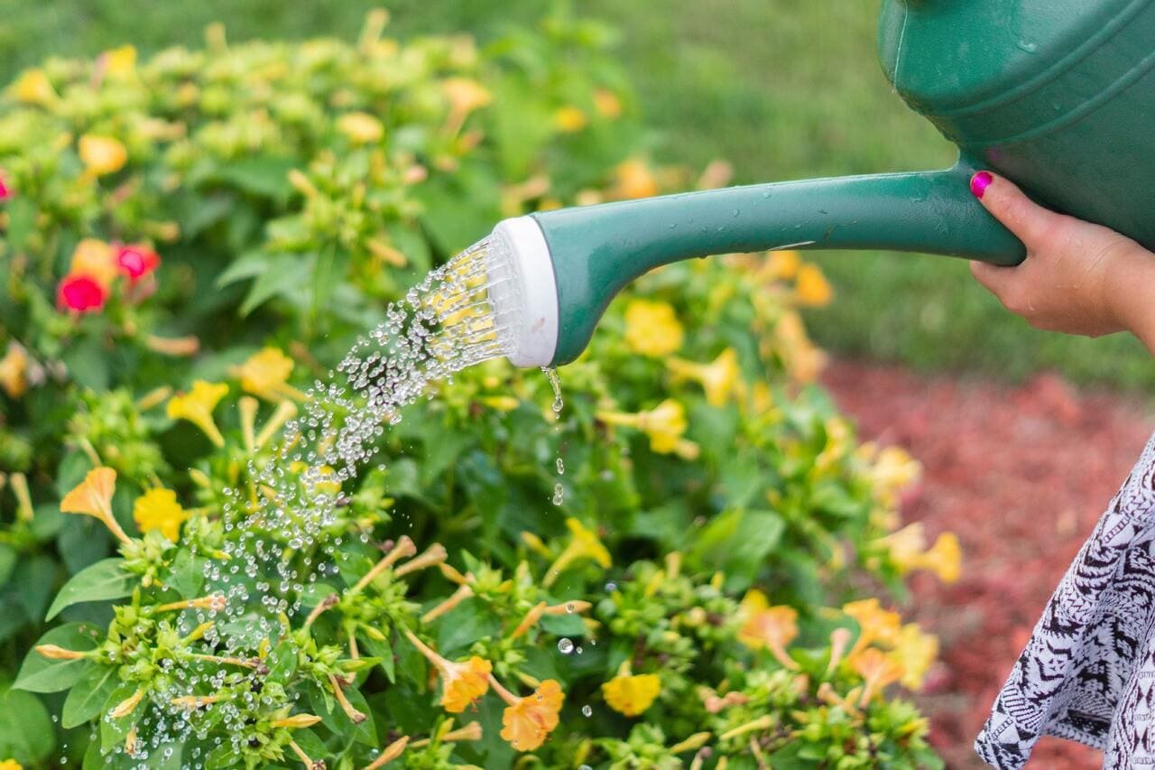 Best Trees and Shrubs to Enhance Your Landscape